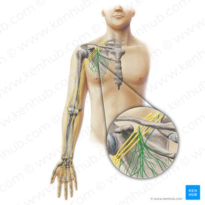 Nervi subscapulares (Unterschulterblattnerven); Bild: Paul Kim