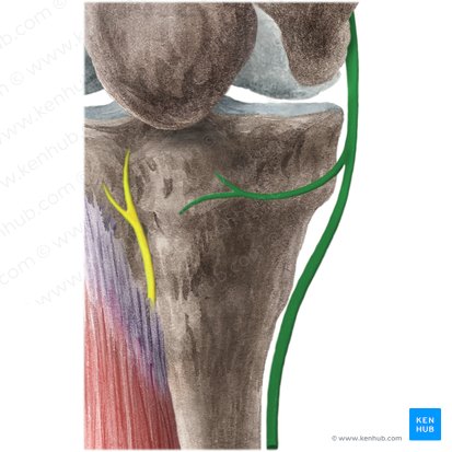 Saphenous nerve (Nervus saphenus); Image: Liene Znotina