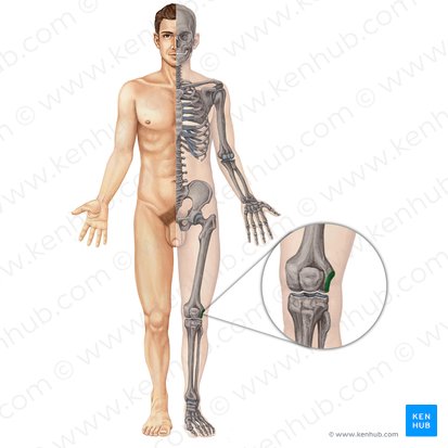 Epicóndilo lateral del fémur (Epicondylus lateralis ossis femoris); Imagen: Irina Münstermann