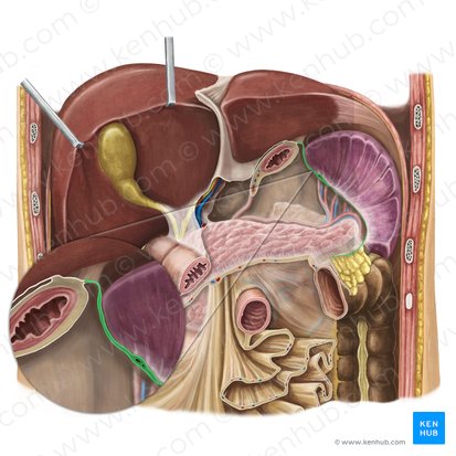 Gastrosplenic ligament (Ligamentum gastrosplenicum); Image: Irina Münstermann