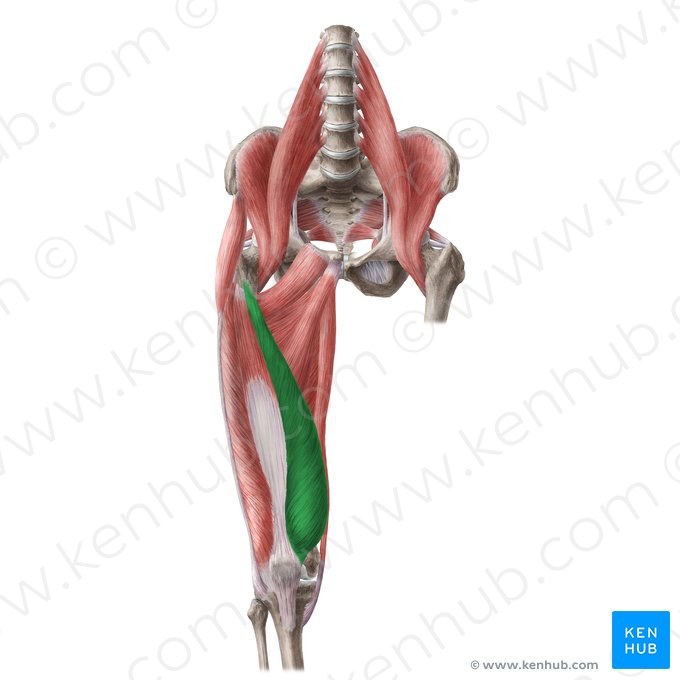 Músculo vasto medial (Musculus vastus medialis); Imagem: Liene Znotina
