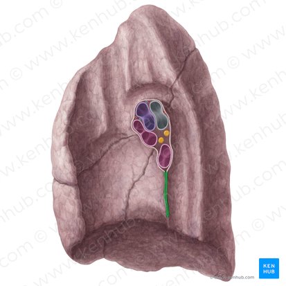 Ligamento pulmonar derecho (Ligamentum pulmonale dextrum); Imagen: Yousun Koh