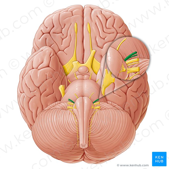 Nervio facial (Nervus facialis); Imagen: Paul Kim