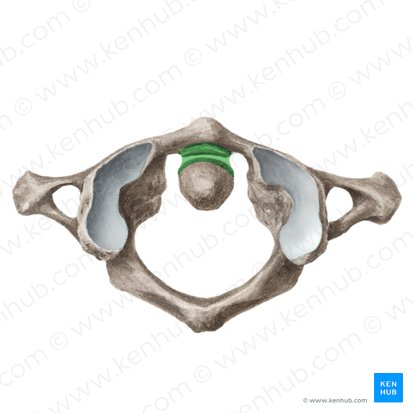 Articulación atlantoaxoidea media (Articulatio atlantoaxialis mediana); Imagen: Yousun Koh