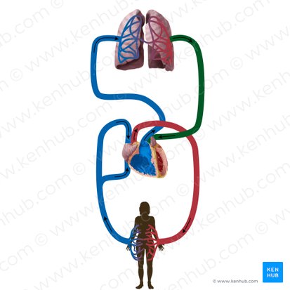 Pulmonary veins (Venae pulmonales); Image: Begoña Rodriguez