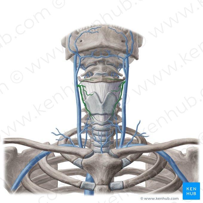 Superior thyroid vein (Vena thyroidea superior); Image: Yousun Koh