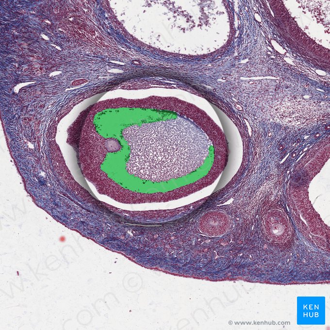 Follicular antrum; Image: 