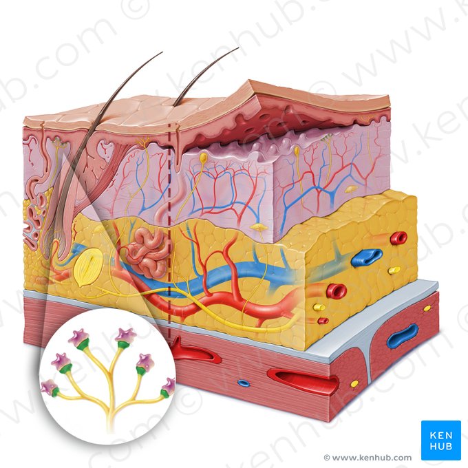 Tactile (Merkel) meniscus (Meniscus tactilis); Image: Paul Kim