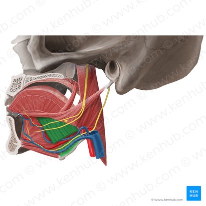 Musculus hyoglossus (Zungenbein-Zungen-Muskel); Bild: Begoña Rodriguez