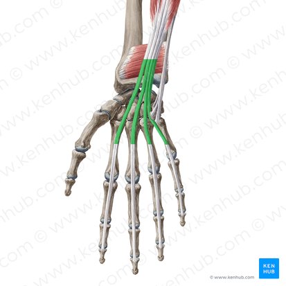 Tendons of flexor digitorum profundus muscle (Tendines musculi flexoris digitorum profundus); Image: Yousun Koh