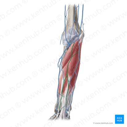 Median antebrachial vein (Vena mediana antebrachii); Image: Yousun Koh