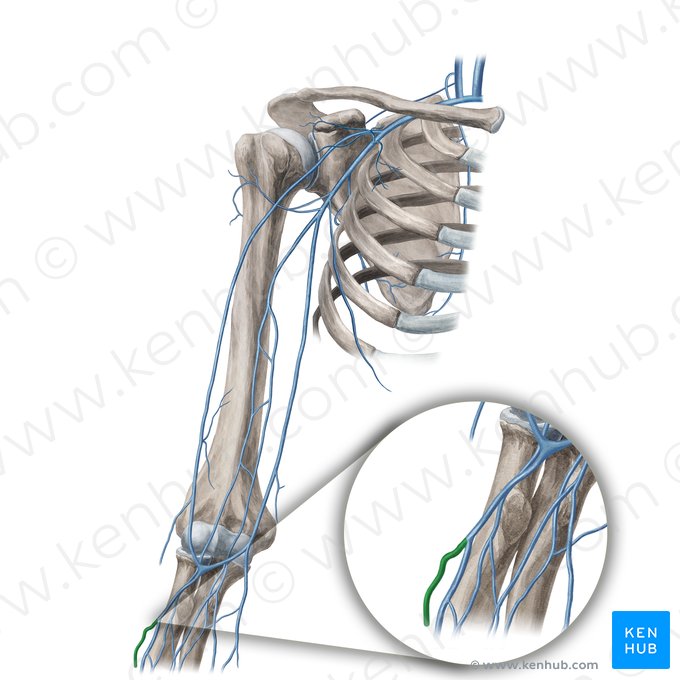 Vena cefálica accesoria (Vena cephalica accessoria); Imagen: Yousun Koh