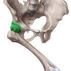 Hip joint 