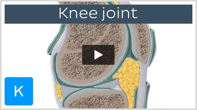 Anatomy of the Knee joint Quiz