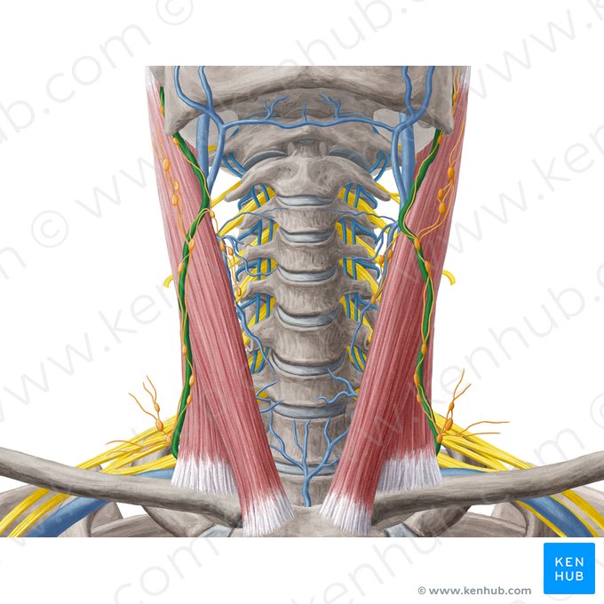 Veia jugular externa (Vena jugularis externa); Imagem: Yousun Koh