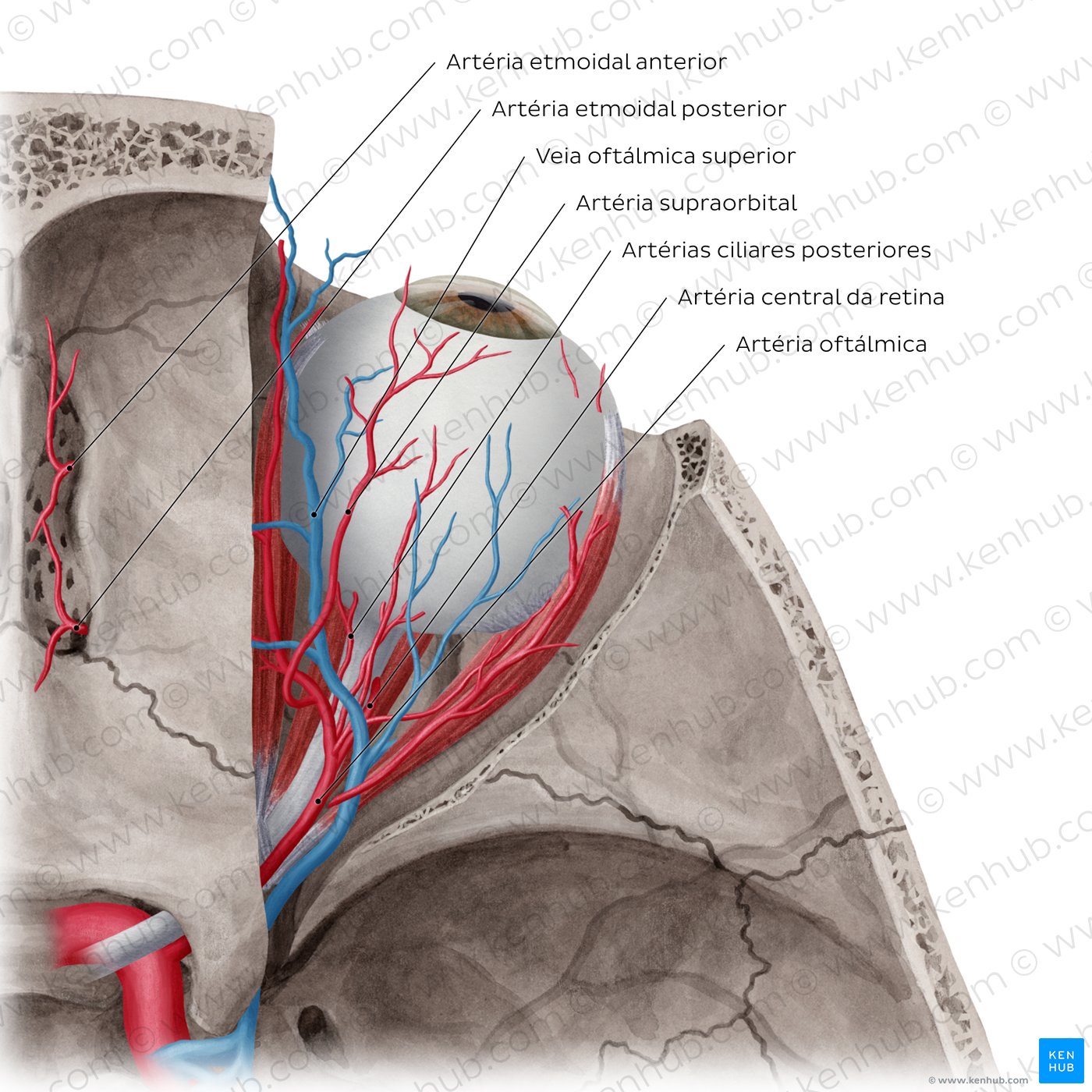 Arteries and veins of orbit (Superior view)