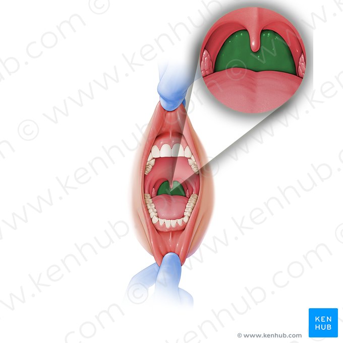 Pared posterior de la faringe (Paries posterior pharyngis); Imagen: Paul Kim