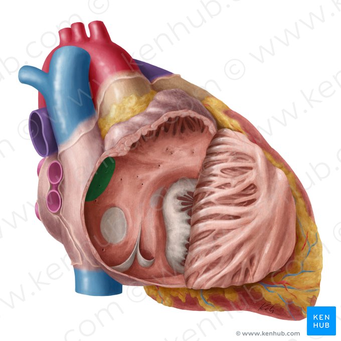 Orificio de la vena cava superior (Ostium venae cavae superioris); Imagen: Yousun Koh