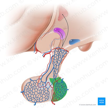 Pars nervosa hypophysis (Pars nervosa der Hypophyse); Bild: Paul Kim