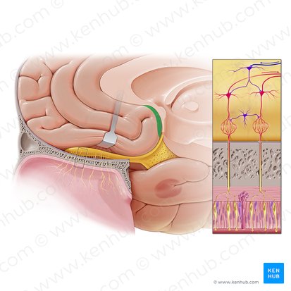 Giro paraterminal (Gyrus paraterminalis); Imagen: Paul Kim