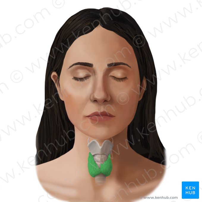 Thyroid gland (Glandula thyroidea); Image: Begoña Rodriguez