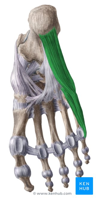 Músculos laterais da sola do pé (verde) - vista inferior