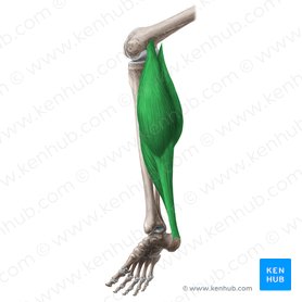 Musculus triceps surae (Dreiköpfiger Wadenmuskel); Bild: Liene Znotina