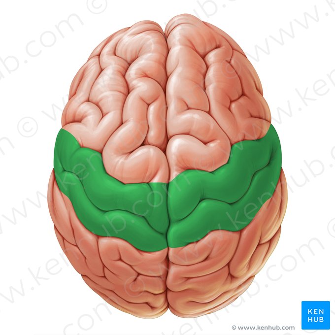 Central lobe (Lobus centralis); Image: Paul Kim