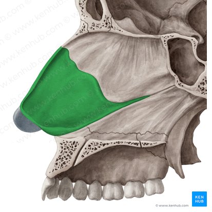 Cartilagem do septo nasal (Cartilago septi nasi); Imagem: Yousun Koh