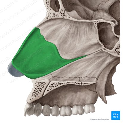 Cartílago del tabique nasal (Cartilago septi nasi); Imagen: Yousun Koh