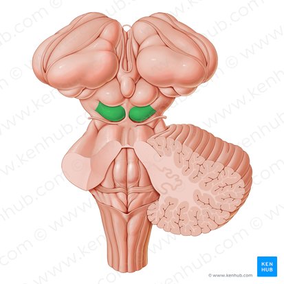 Colículo inferior (Colliculus inferior); Imagem: Paul Kim