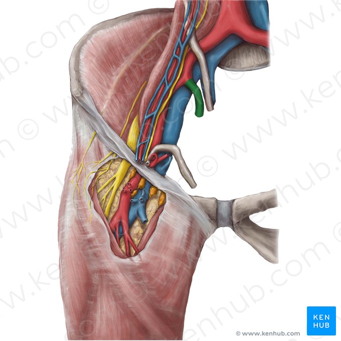 Arteria ilíaca interna (Arteria iliaca interna); Imagen: Hannah Ely