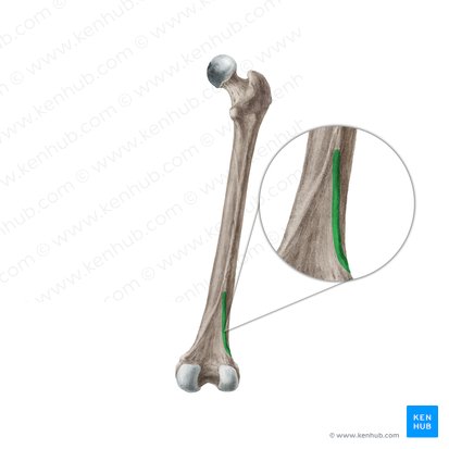Lateral supracondylar line of femur (Linea supracondylaris lateralis femoris); Image: Liene Znotina