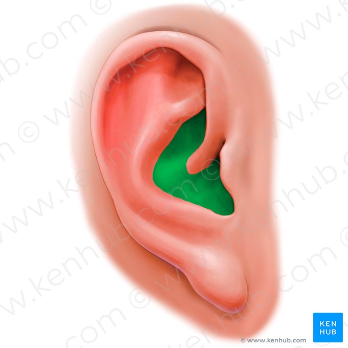 Concha auricular (Concha auriculae); Imagen: Paul Kim