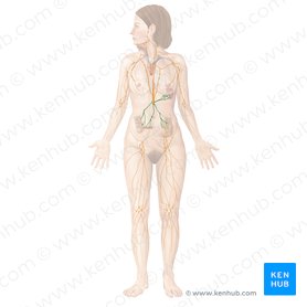 Abdominal lymph nodes (Nodi lymphoidei abdominales); Image: Begoña Rodriguez