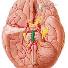 Arteria basilar