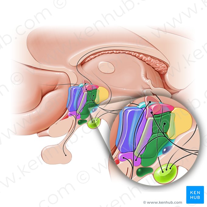 Área hipotalâmica intermédia (Area hypothalamica intermedia); Imagem: Paul Kim