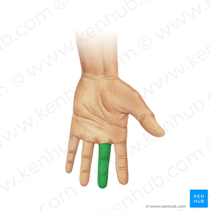 Middle finger (Digitus medius manus); Image: Irina Münstermann