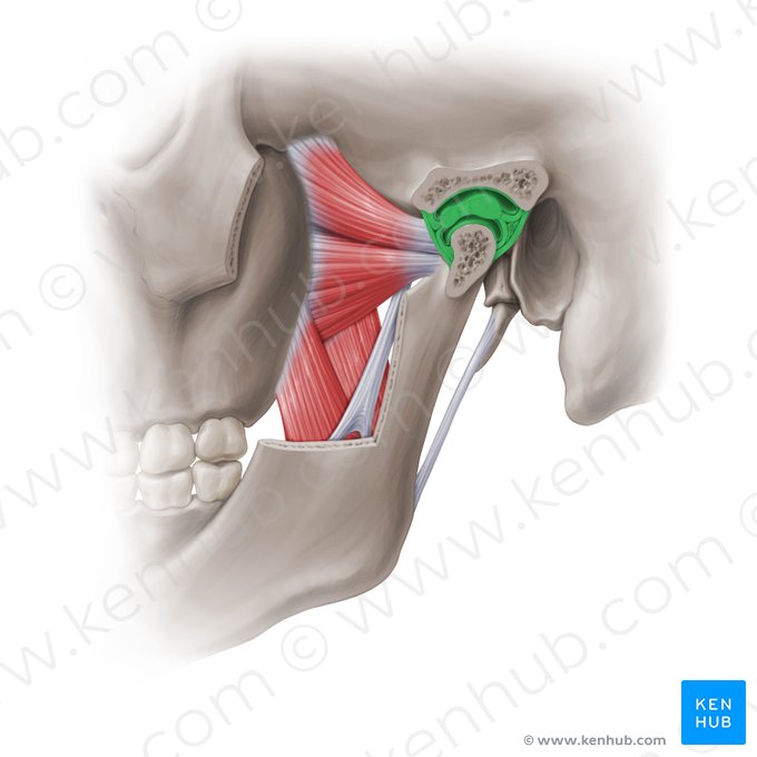 Articulación temporomandibular (Articulatio temporomandibularis); Imagen: Paul Kim