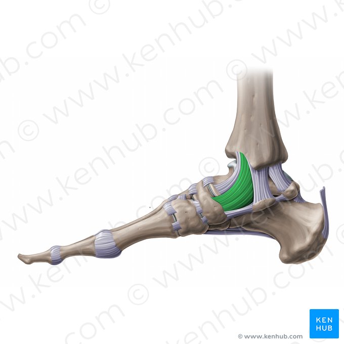 Ligamentum tibionaviculare (Schienbein-Kahnbein-Band); Bild: Paul Kim