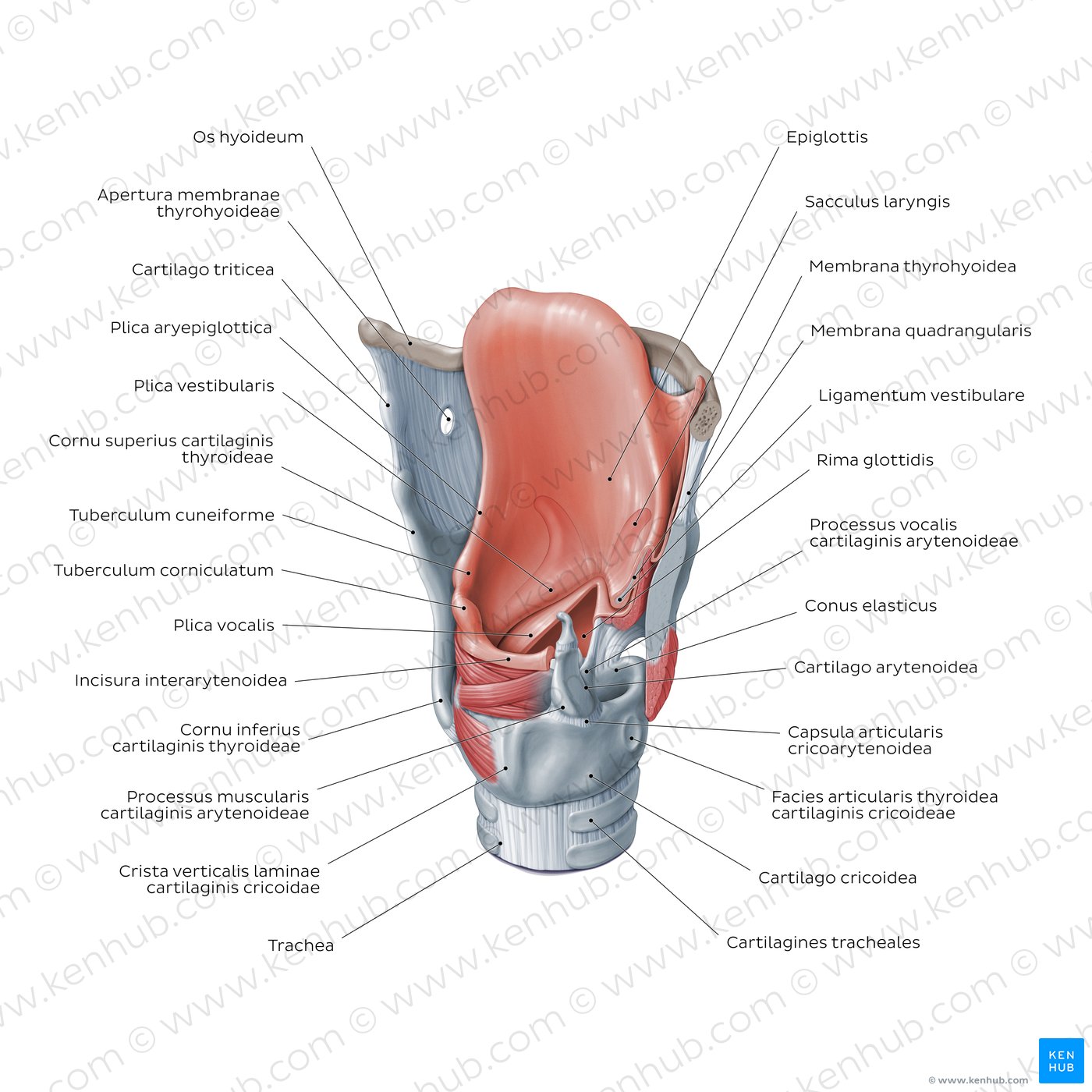 Strukturen des Larynx aus posterolateraler Sicht