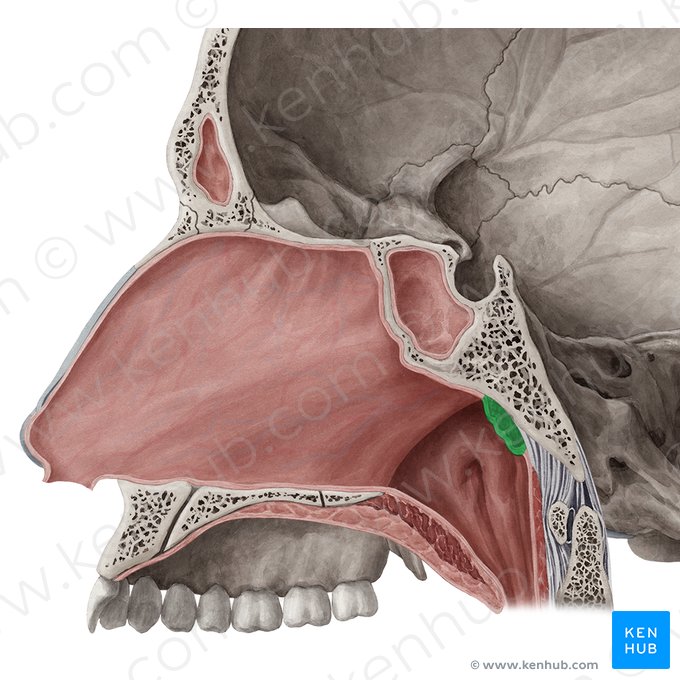 Pharyngeal tonsil (Tonsilla pharyngea); Image: Yousun Koh