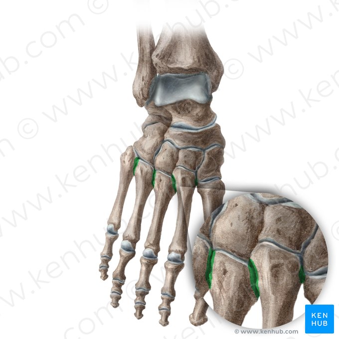 Articulaciones intermetatarsianas (Articulationes intermetatarseae); Imagen: Liene Znotina