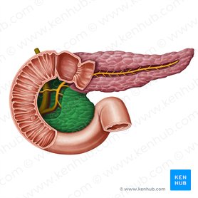Cabeça do pâncreas (Caput pancreatis); Imagem: Irina Münstermann