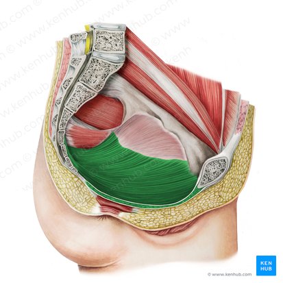 Musculus levator ani (Afterheber); Bild: Irina Münstermann