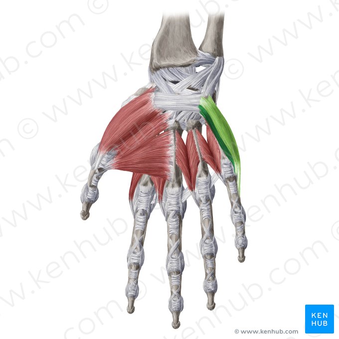 Musculi hypothenares (Hypothenarmuskeln); Bild: Yousun Koh