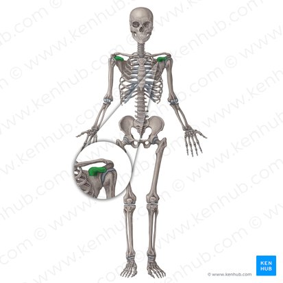 Coracoid process of scapula (Processus coracoideus scapulae); Image: Irina Münstermann