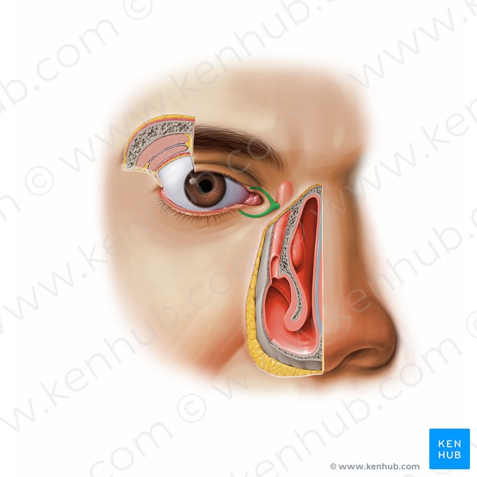 Canalículo lacrimal (Canaliculus lacrimalis); Imagem: Paul Kim