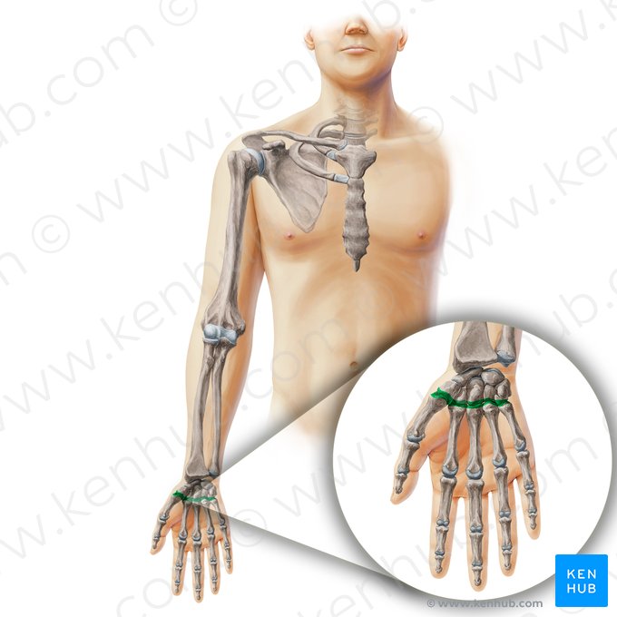 Carpometacarpal joints (Articulationes carpometacarpeae); Image: Paul Kim