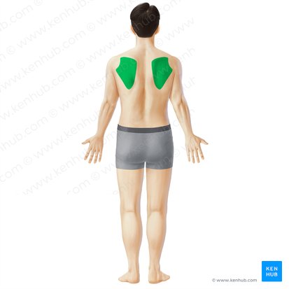Scapular region (Regio scapularis); Image: Irina Münstermann